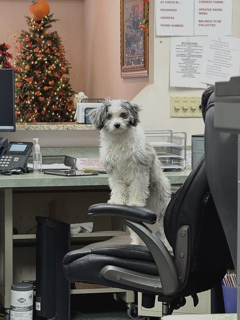Bruno perched on the front-office chair, supervising the front desk like a tiny executive.