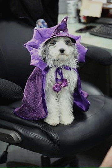 Bruno in a tiny purple wizard cape and hat — moonlighting as Halloween Happiness Coordinator.